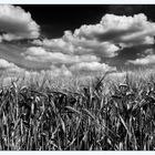 -- clouds & grain --