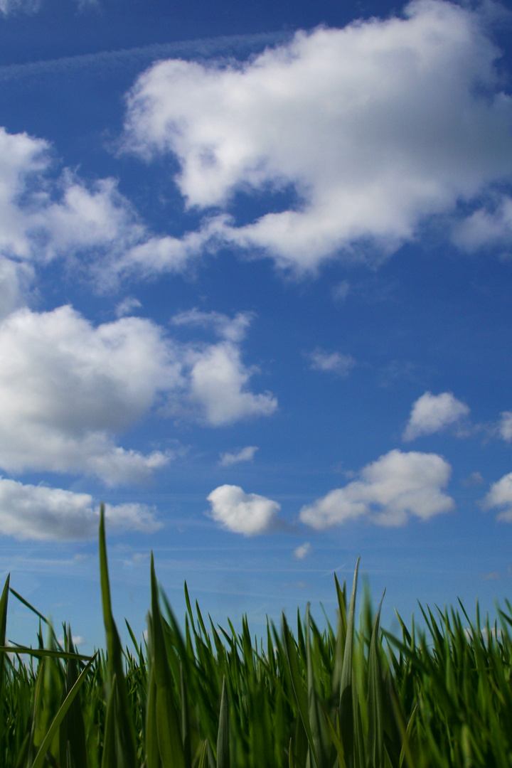 Clouds & Grass