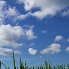 Clouds & Grass