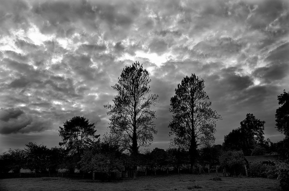 Clouds 'n' Trees