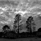 Clouds 'n' Trees