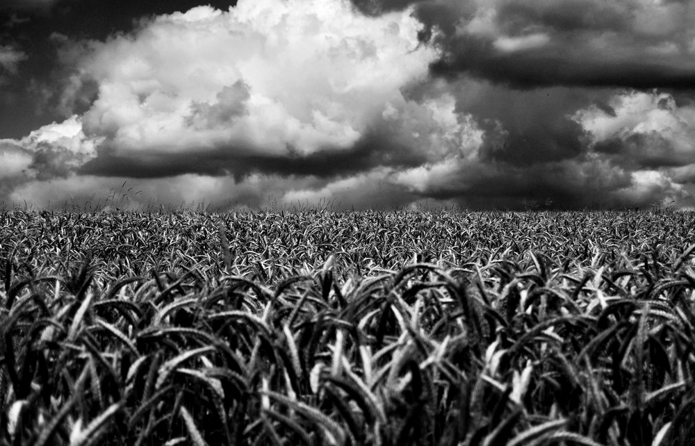 ...clouds over the field...