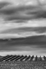 clouds over the vineyards