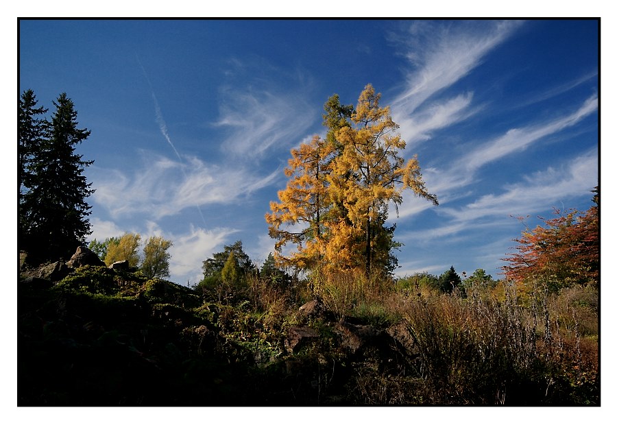 Clouds, Trees and Autumn