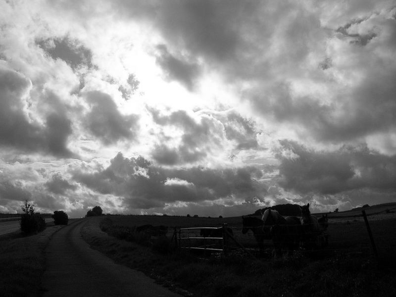 Cloudy sky and wild horses