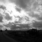 Cloudy sky and wild horses