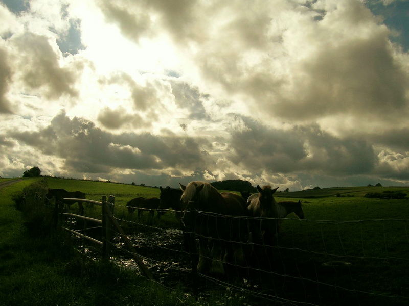 Cloudy sky and wild horses