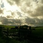 Cloudy sky and wild horses