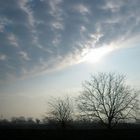 Cloudy Tree