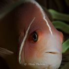 clounfish