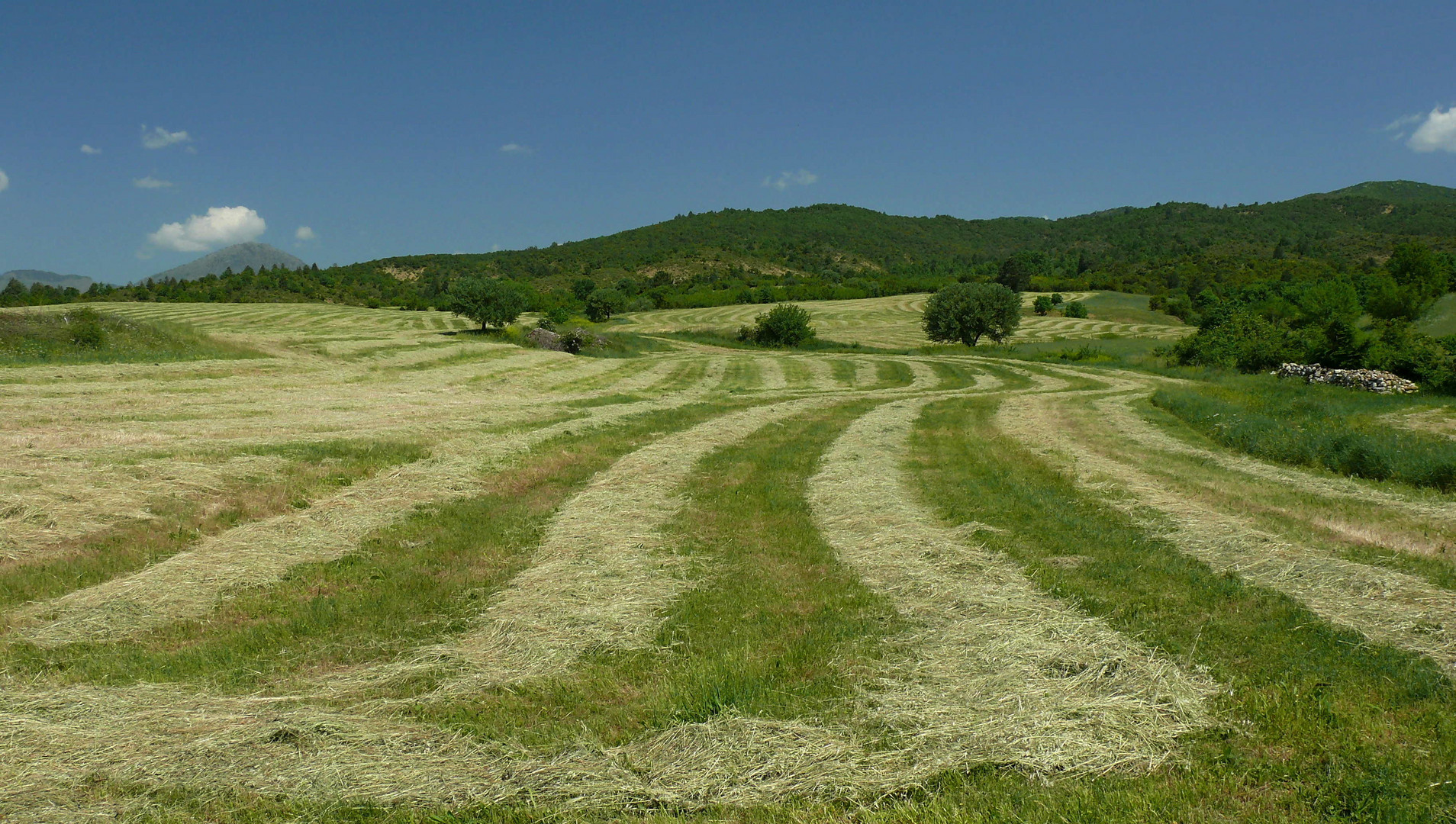 Clover field