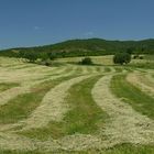 Clover field