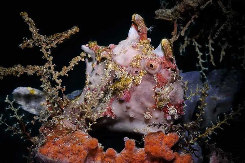 Clown-Anglerfisch umgeben von bunten Schwämmen und Hydrozoen – Part 1