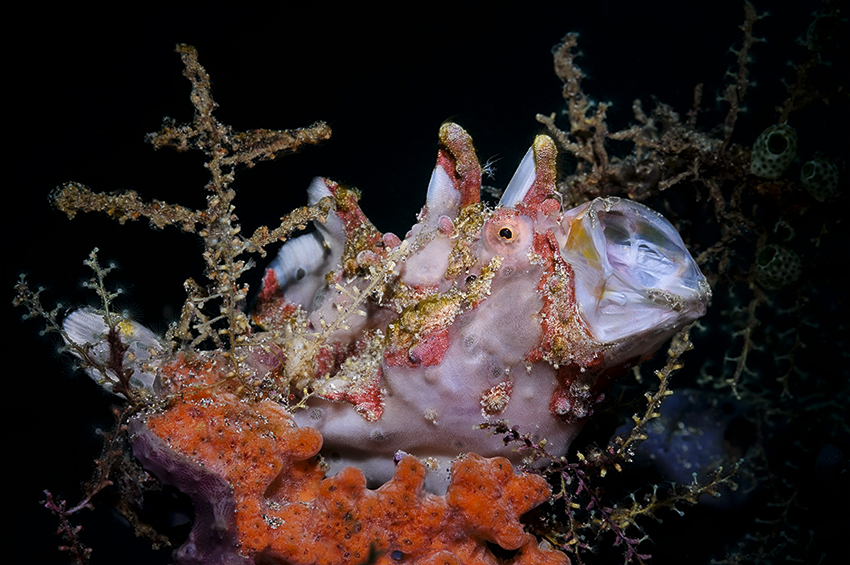 Clown-Anglerfisch umgeben von bunten Schwämmen und Hydrozoen – Part 2