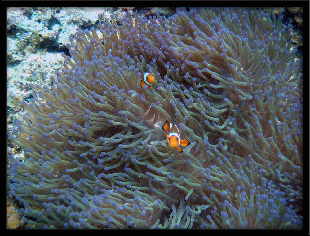 Clown-Annemone - Pulau Perhentian