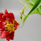 Clown auf Tulpe