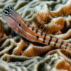 Clown Blenny