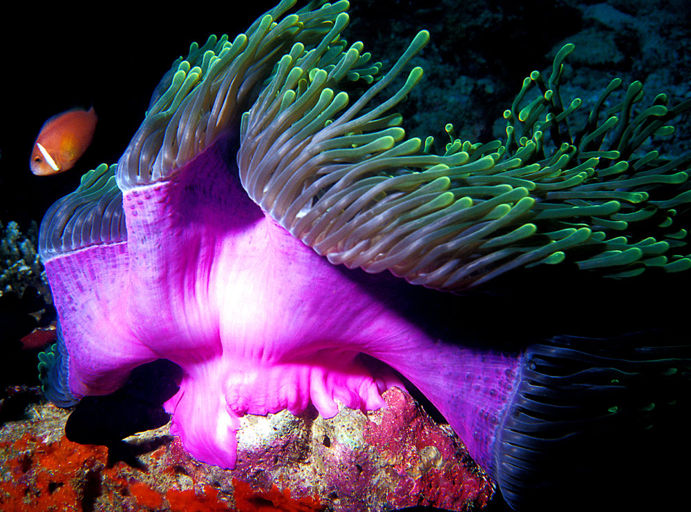 Clown-Fisch und Anemone