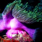 Clown-Fisch und Anemone