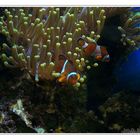 Clown- Fische