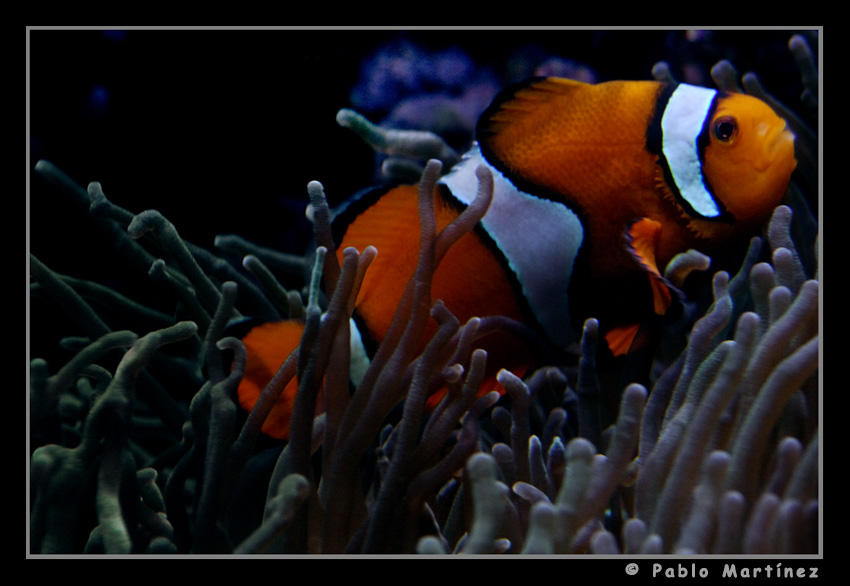 Clown Fish