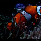 Clown Fish