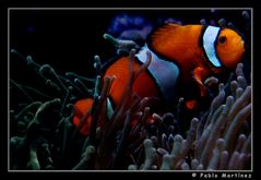 Clown Fish