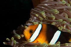 Clown Fish