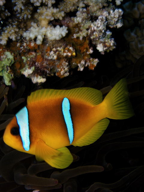 clown fish