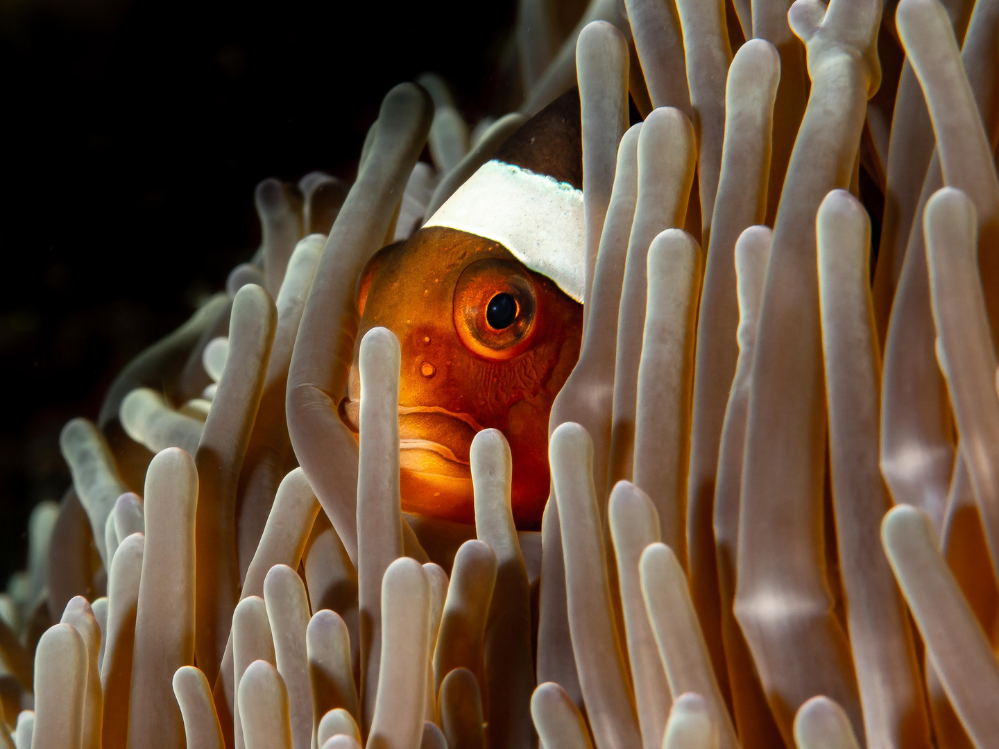 Clown Fish