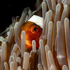 Clown Fish