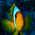 Clown-fish