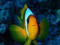 Clown-fish