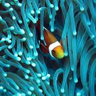 Clown Fish & Sea Anemone