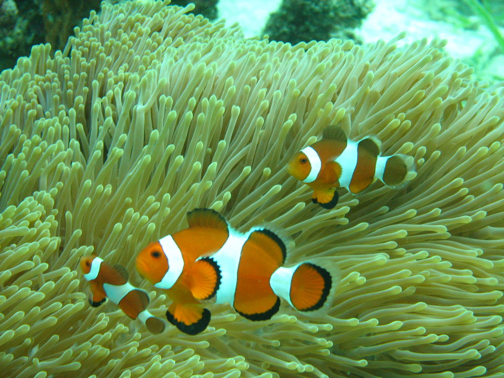 Clown Fishes