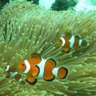 Clown Fishes