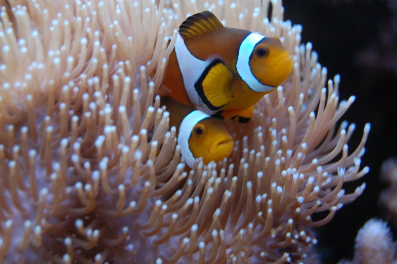 clown fishs