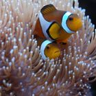 clown fishs