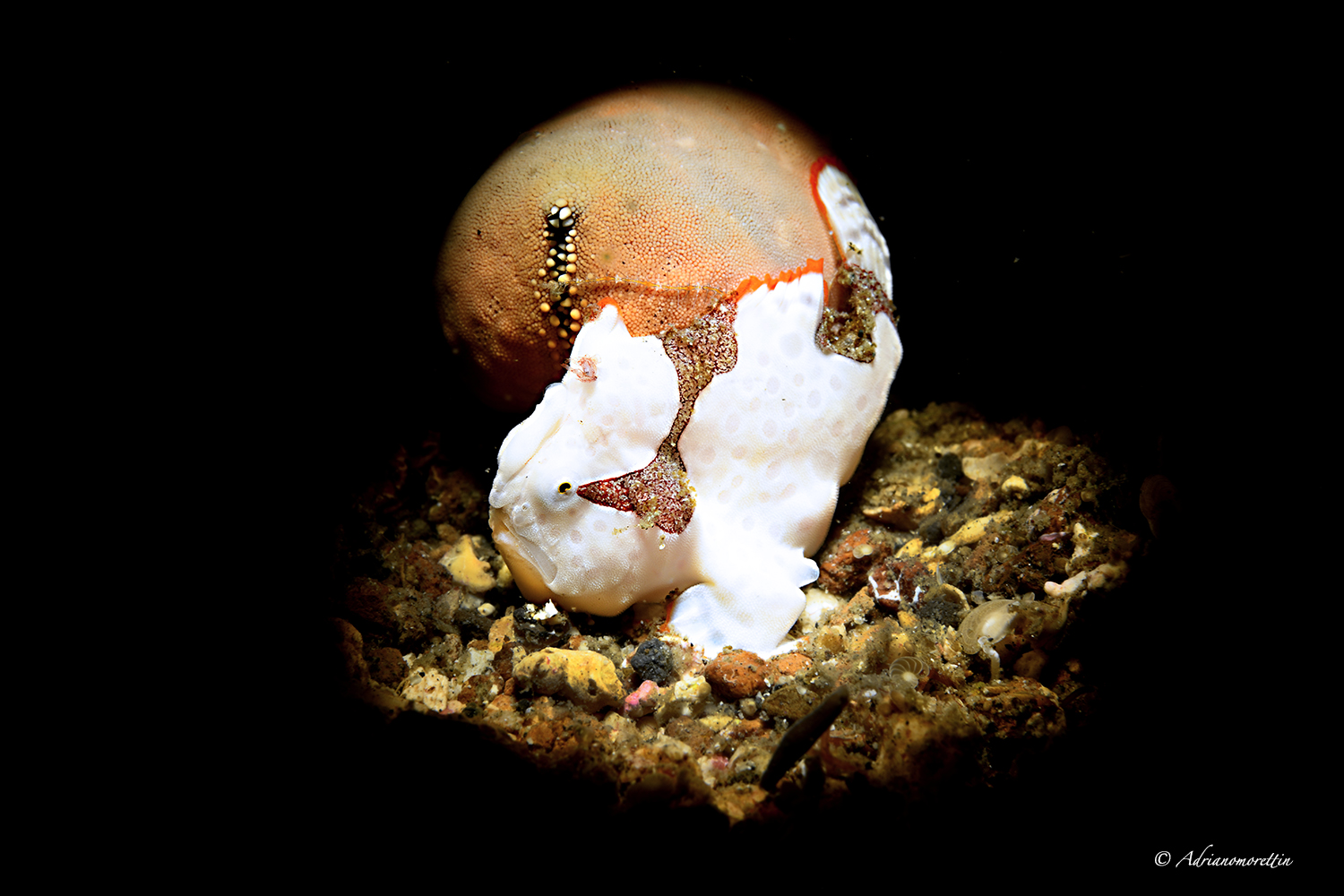 clown frogfish (Antennarius maculatus) 