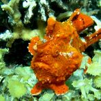 Clown Frogfish (Clown Anglerfisch)