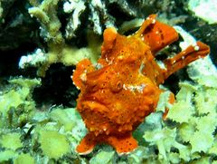 Clown Frogfish (Clown Anglerfisch)