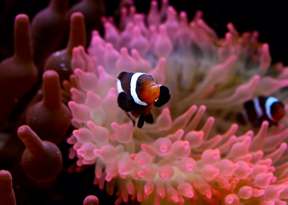 Clown im Wasser