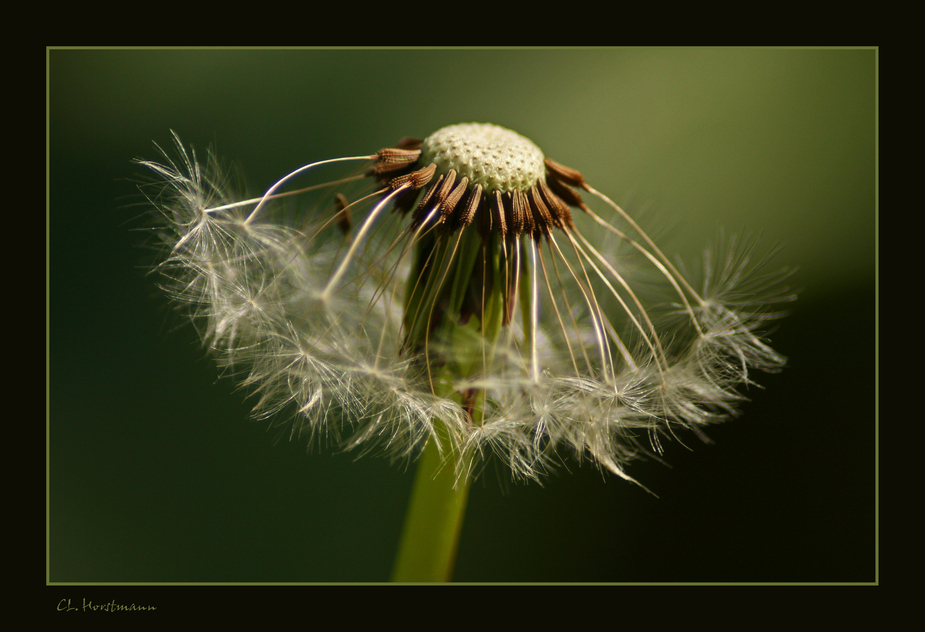 ...Clown-Pusteblume...