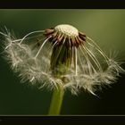 ...Clown-Pusteblume...