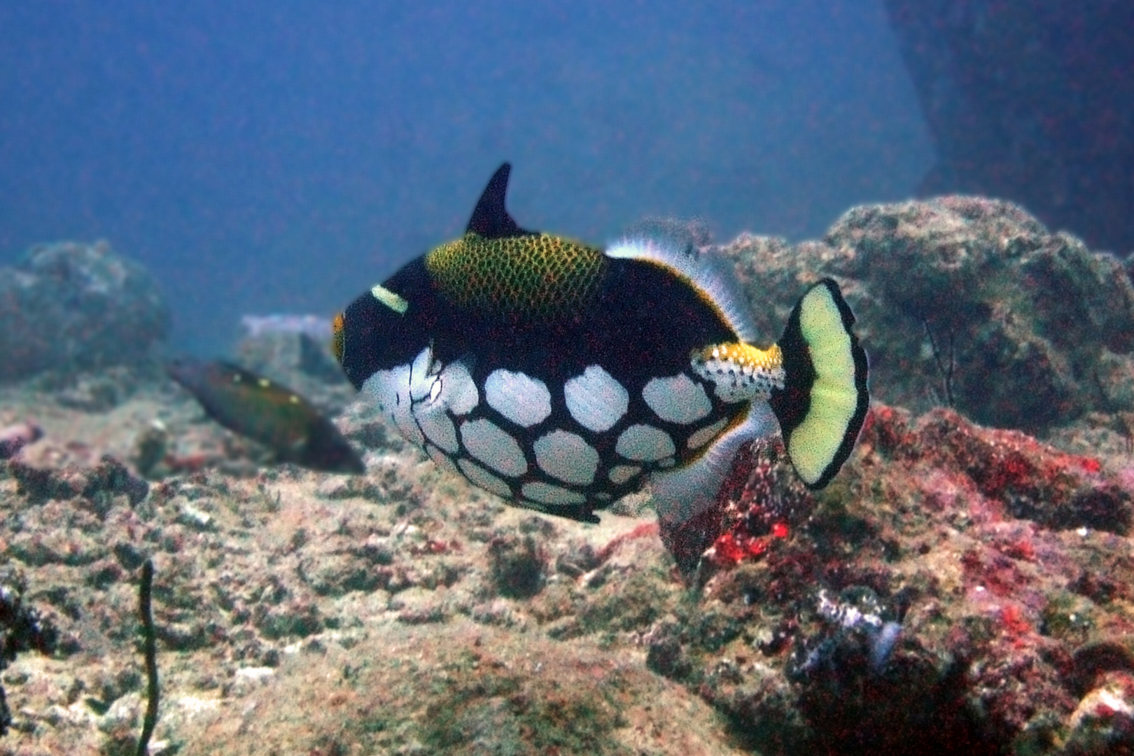 Clown Triggerfish at Similan