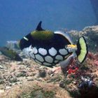 Clown Triggerfish at Similan