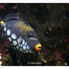 Clown Triggerfish