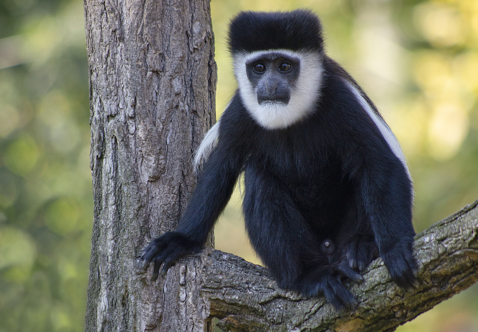 Clown triste (Colobus guereza, colobe guéréza)