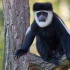 Clown triste (Colobus guereza, colobe guéréza)