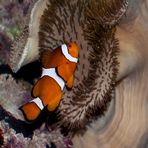 Clownfisch (Amphiprion ocelaris)